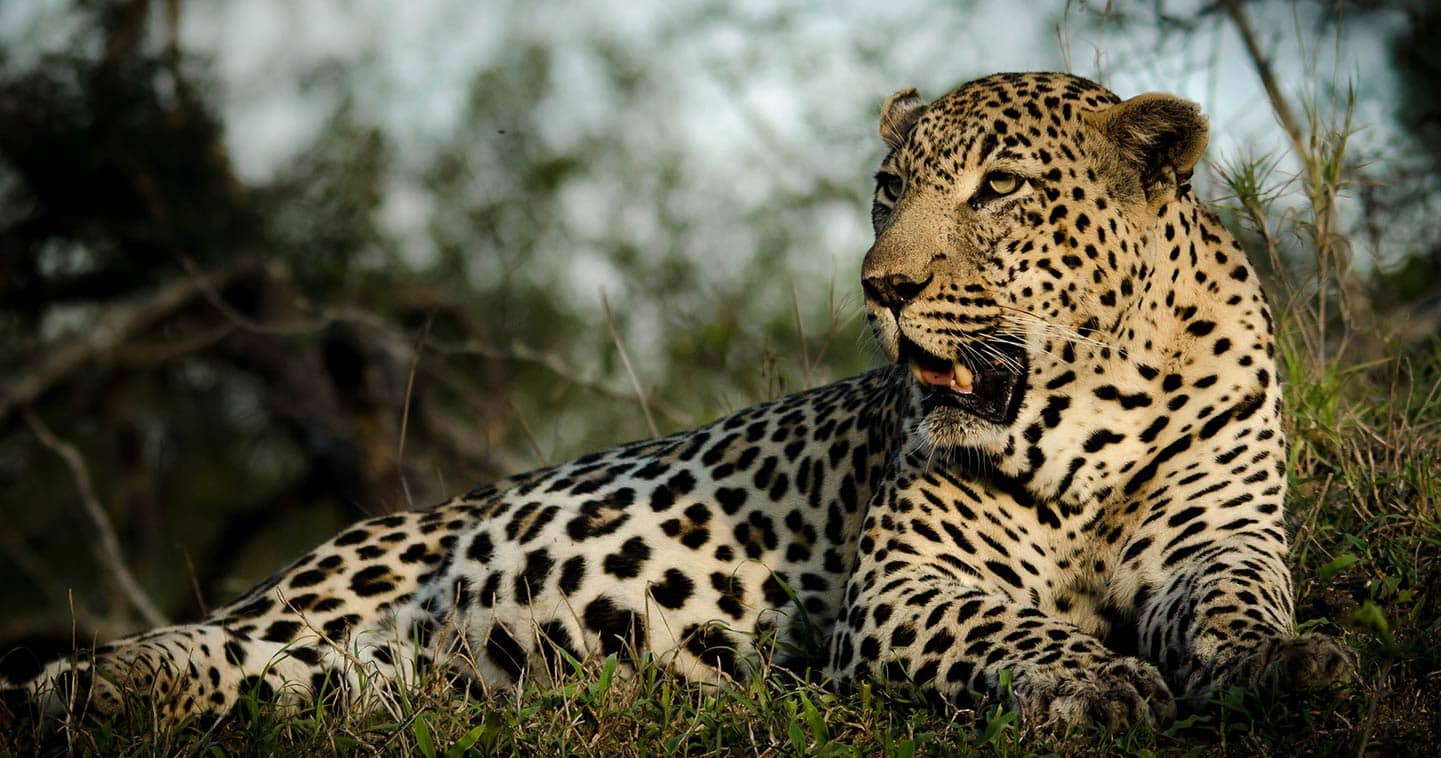 Big Five Safari in Okavango Delta - Leopard