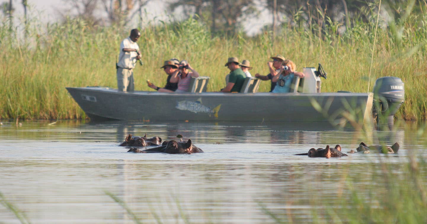 Hippos in the Okavango Delta near Gunns Camp in Botswana