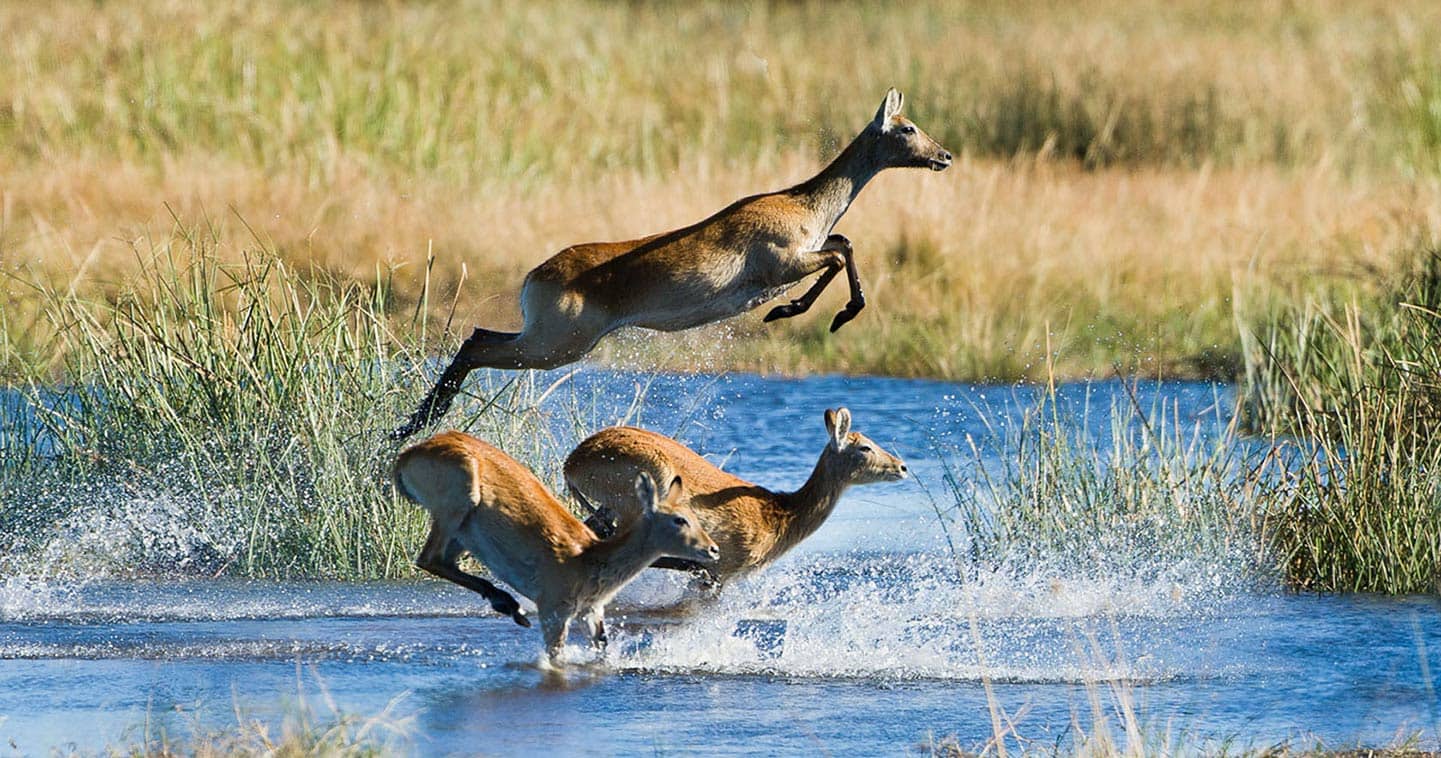 Okavango offers excellent opportunities for wildlife photography
