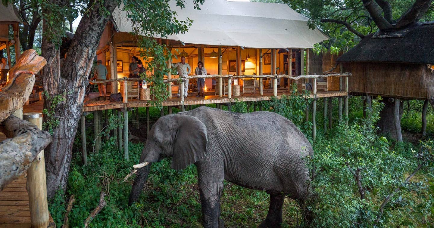 Stay at Tubu Tree Camp in the Okavango Delta for the Ultimate Safari Experience