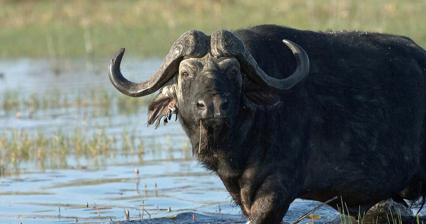 Cape Buffalo in the Okavango - Meet all of the Big Five