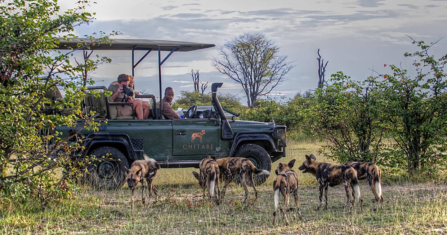 Up close with Wildlife when on Safari with Chitabe Lediba in Botswana