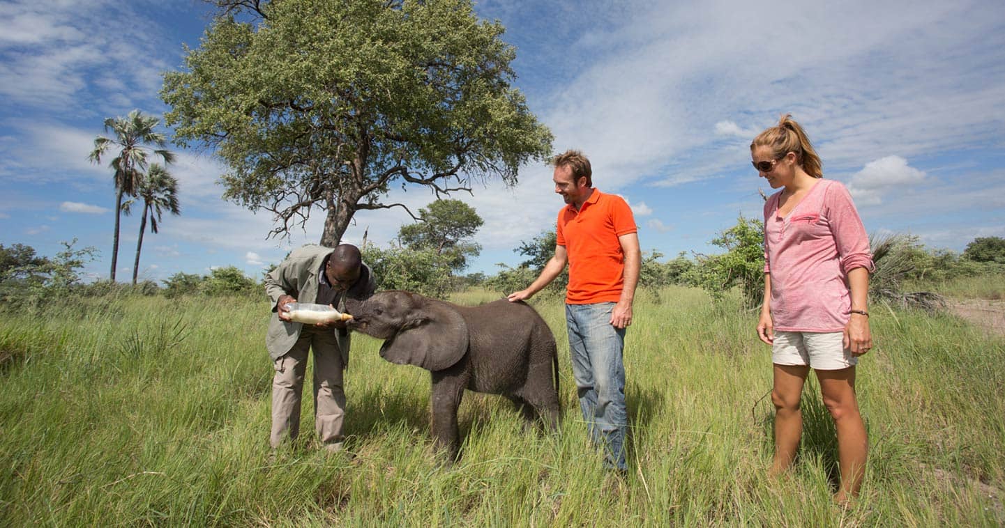 Feeding Elephant in the Okavango Delta