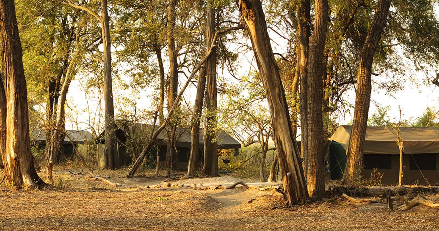 Footsteps Across the Delta for a Botswana Safari