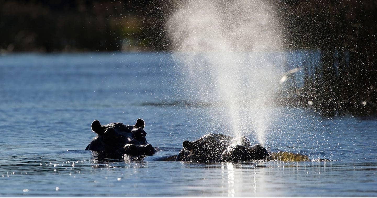 Hippos in the Okavango Delta in Botswana