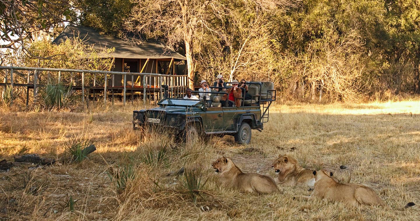 Lions near Chitabe in Okavango Delta
