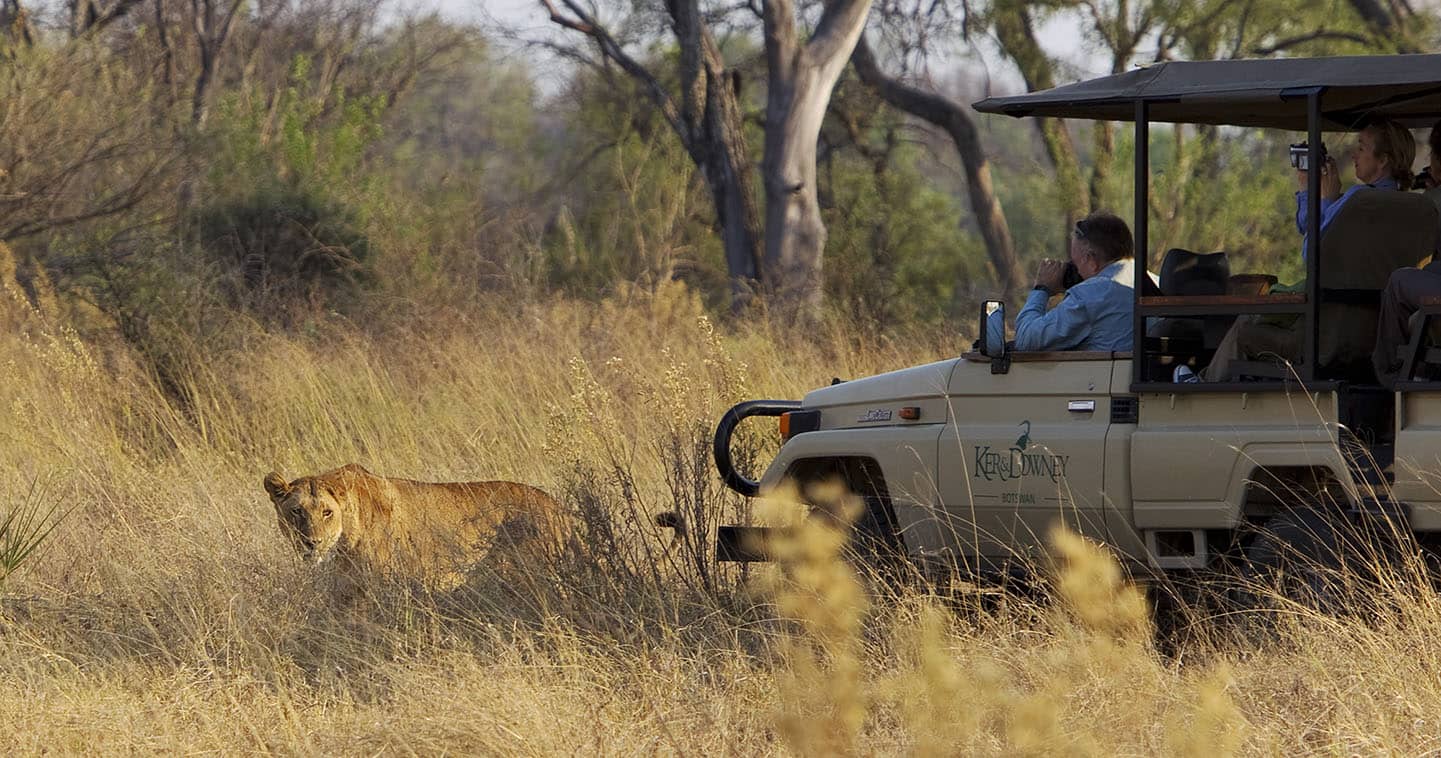 Lions on the Hunt near Kanana Camp in Okavango Delta