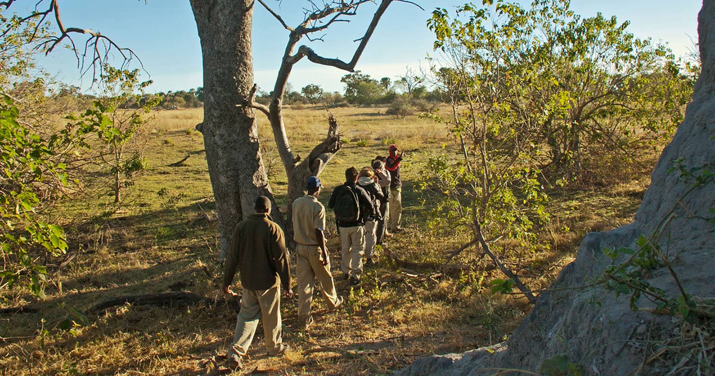 Enjoy a Walking Safari with Oddballs Camp in the Okavango Delta