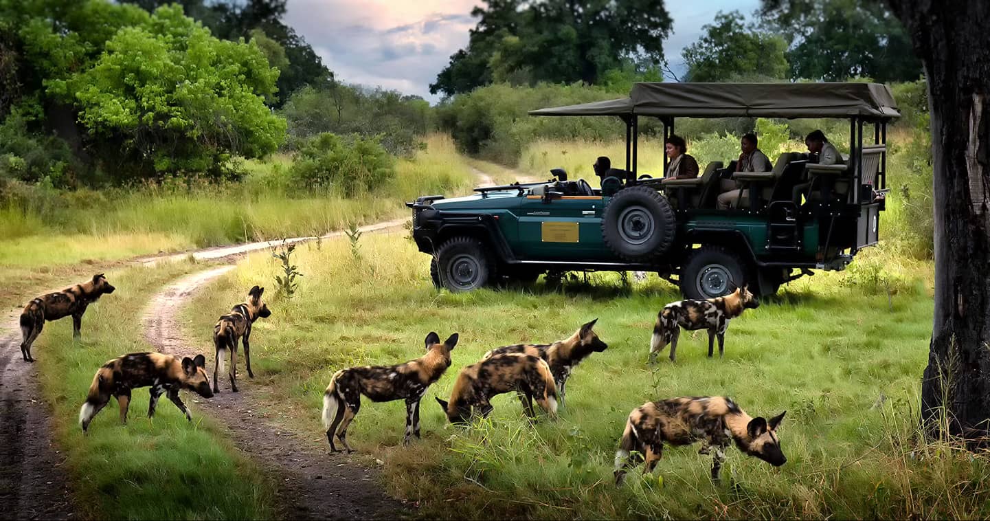 Enjoy exciting safaris in the Okavango Delta with Duke's Camp