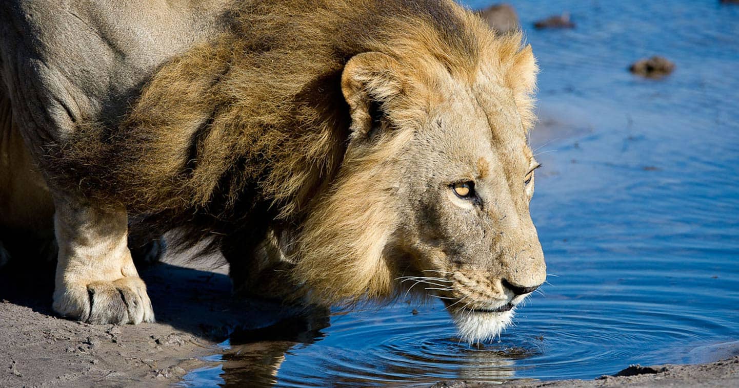 Okavango lion spotted during a Big Five Safari