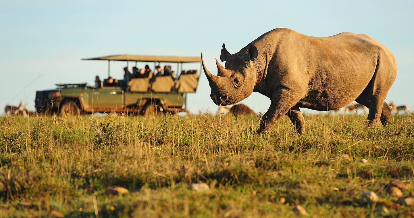 Viewing rhinoceros during a Big Five safari in Okavango, Botswana