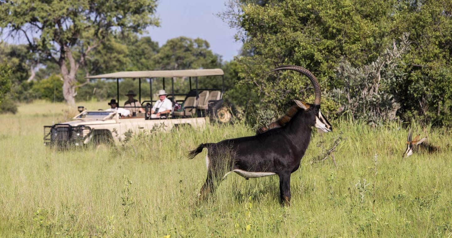 See Sable Antelope on a Game Drive with Vumbura Plains Camp in Okavango Delta