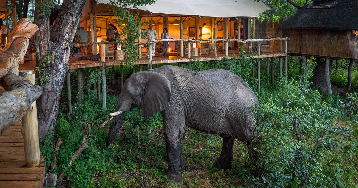 Elephant up close and personal in Okavango, the ideal place for a Big Five safari